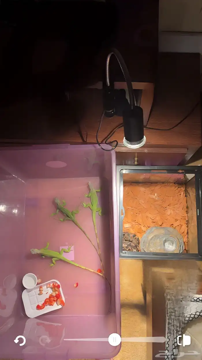 قوانا للبيع. اغوانا 0