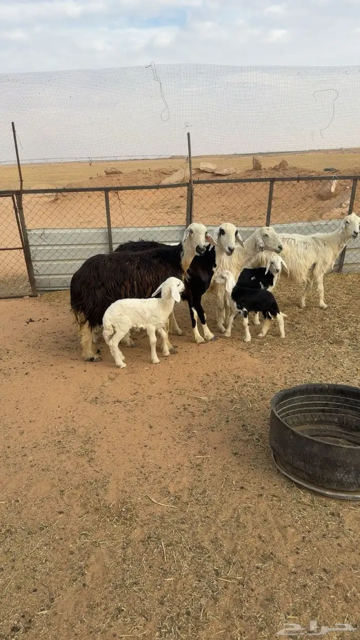 غنم نجد خلفات 0