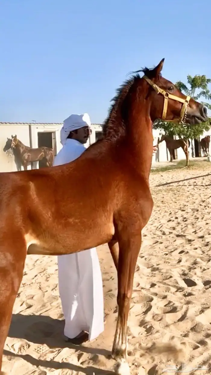 خيل 0