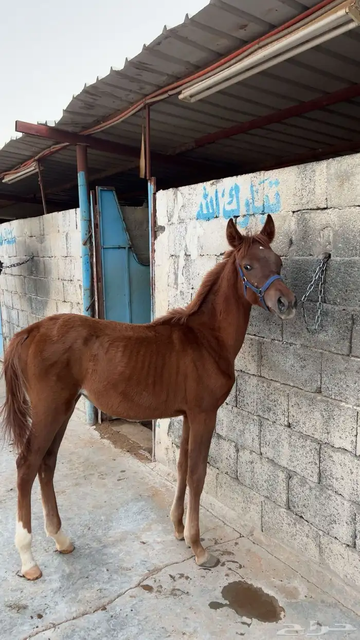 مهره شعبيه هاديه 2