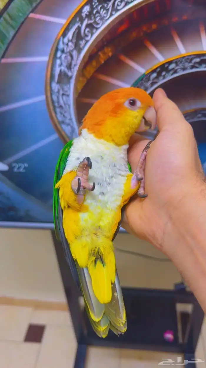 كايك وايت بيلي ( تم البيع ) 17