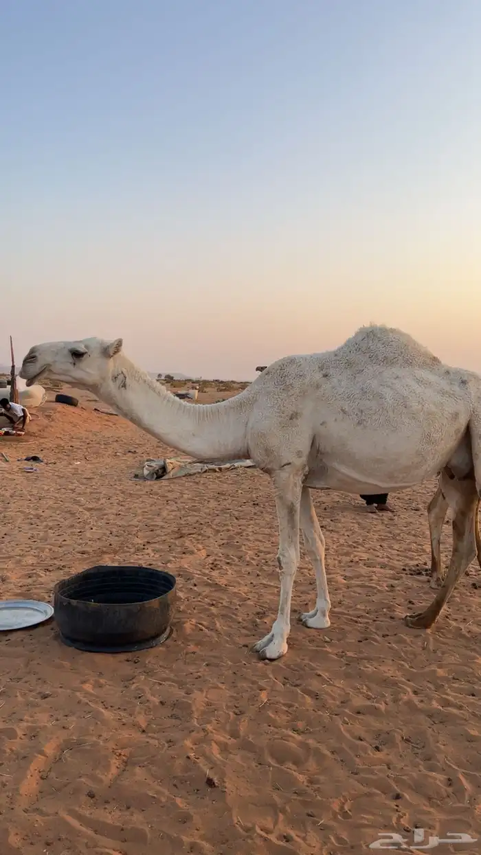 ضروبه وضحاء للبيع 2