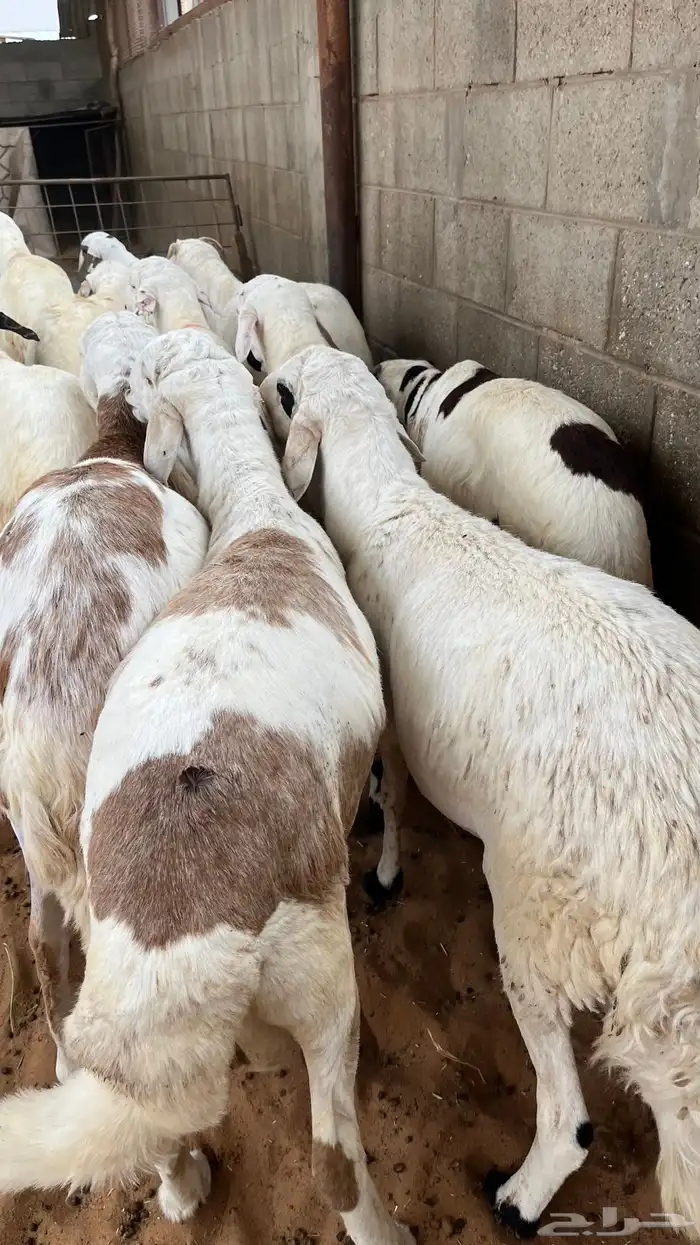 للبيع السواكن المقفله مرابي 2