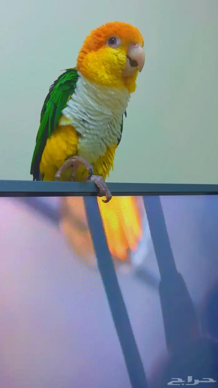 كايك وايت بيلي ( تم البيع ) 3