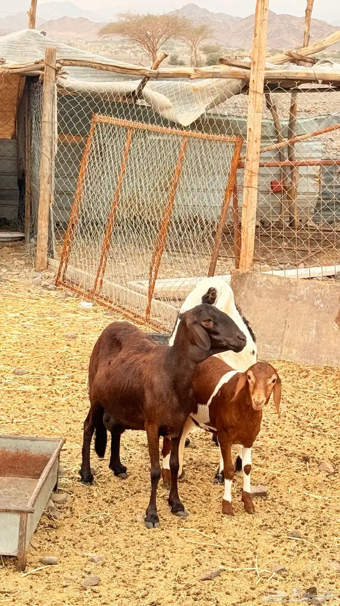 نعجه ساكنيه والد 2