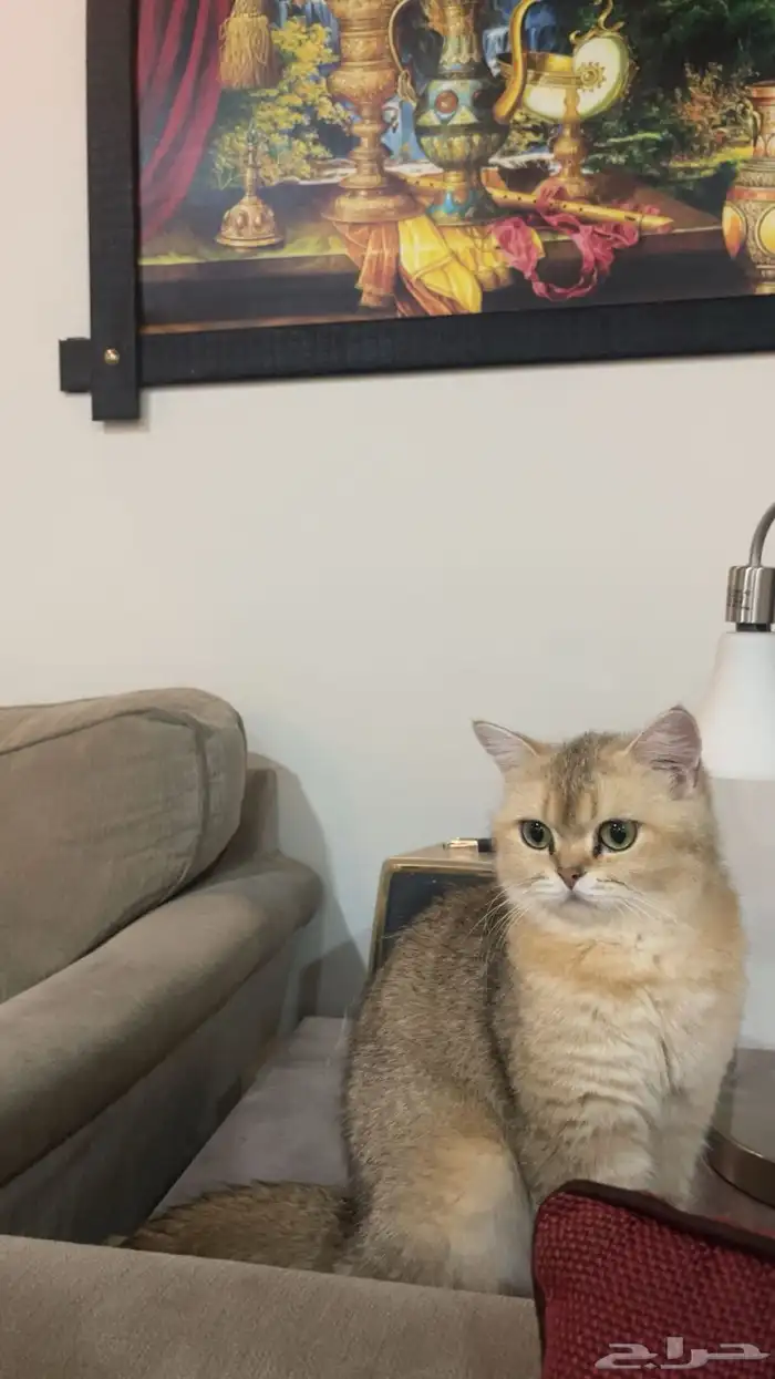 قطه سكوتش ستريت ( انثى ) 2