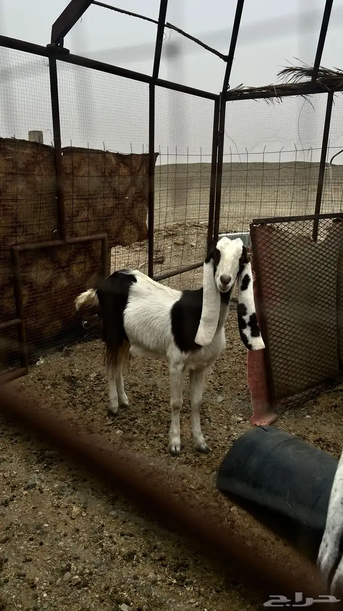 عنز ثنيه للبيع 1