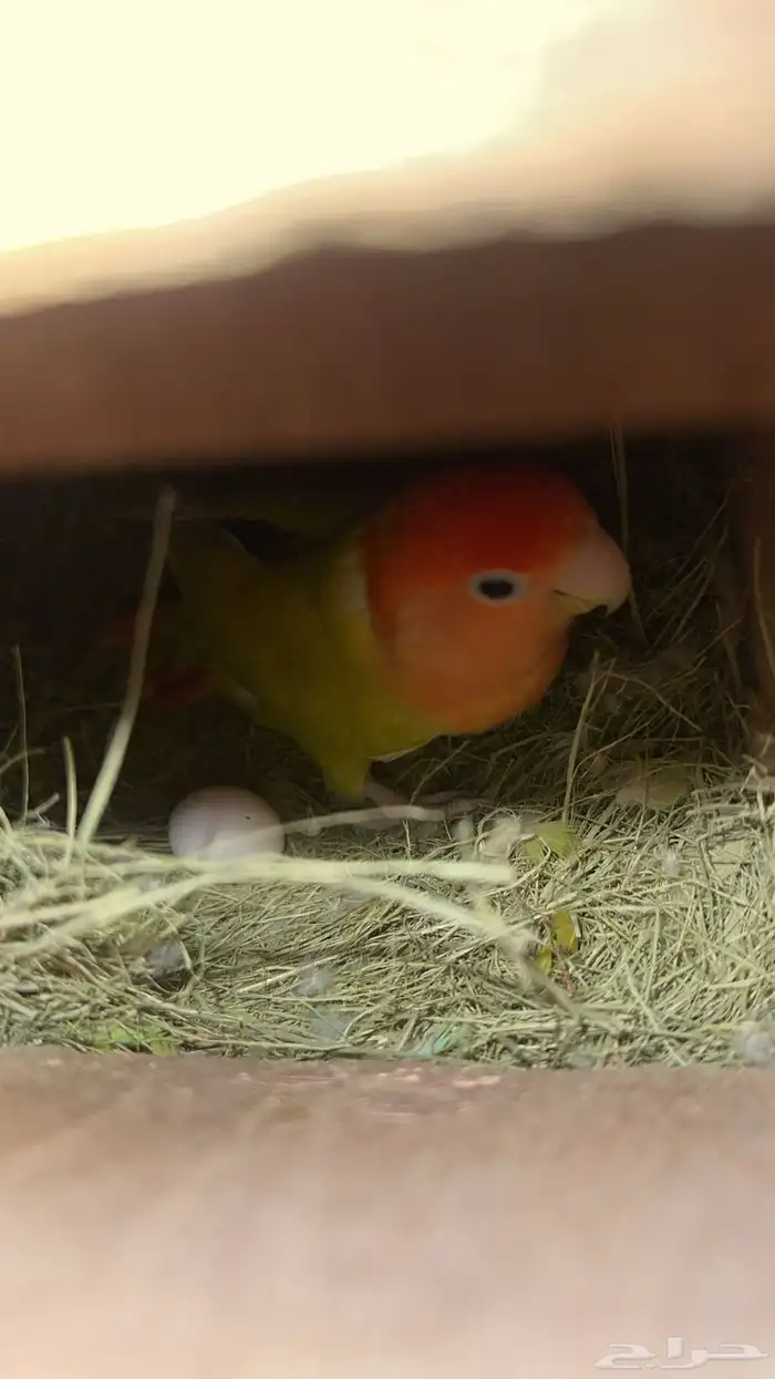 للبيع جوز روز منتج 5