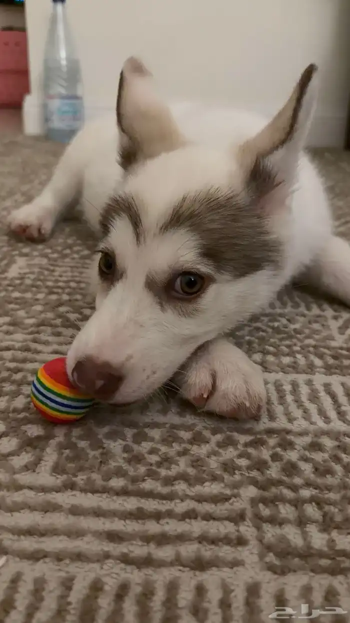 سايبيرين هاسكي عمرها شهرين أنثى مدربة 15 يوم عند مدرب كلاب 2