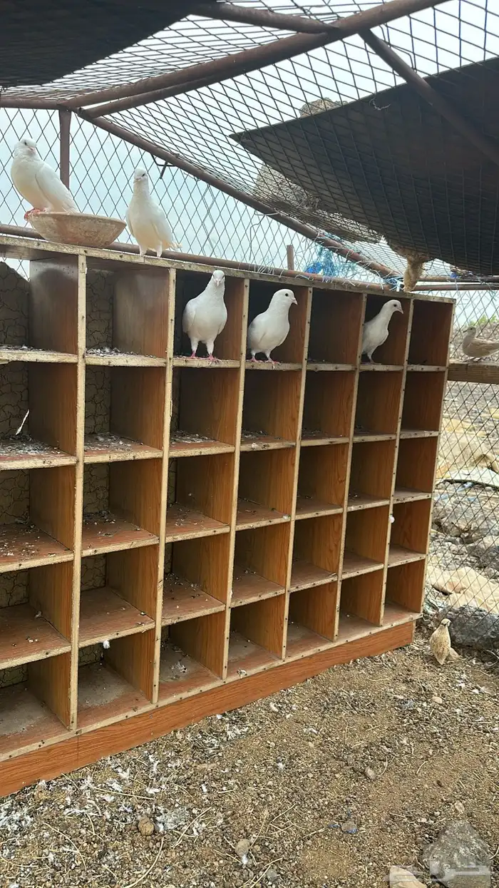 محاكر وحمام 2