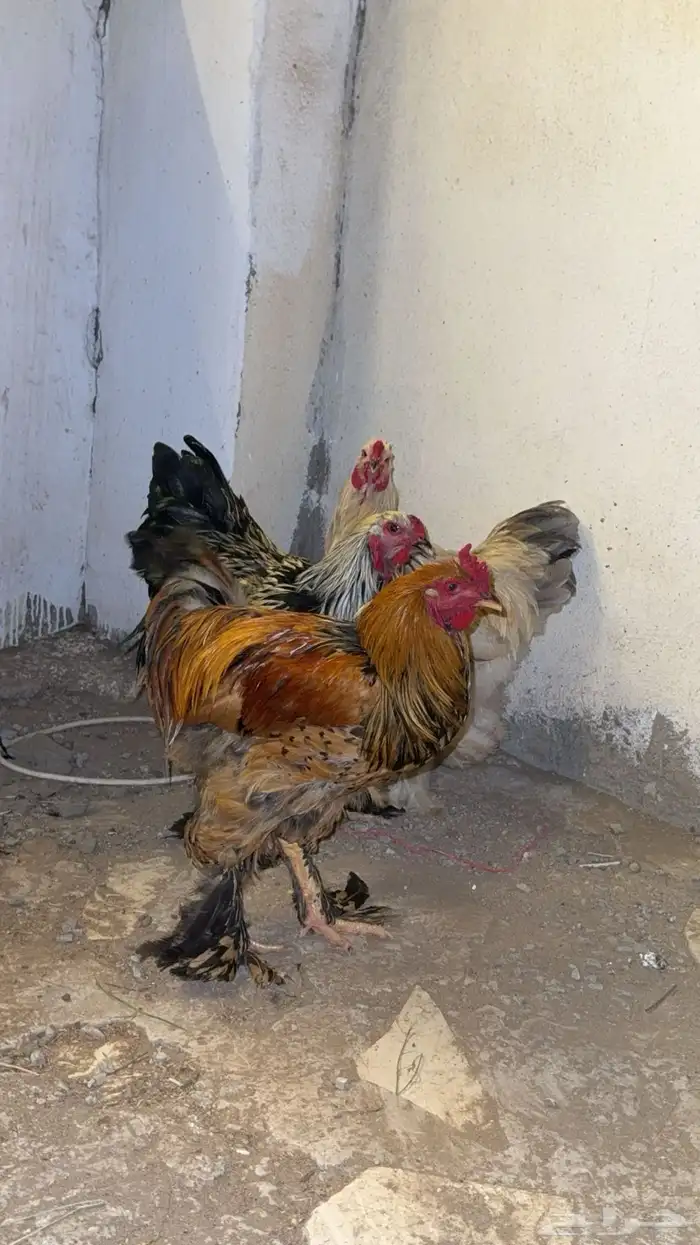 ديوك براهما 0