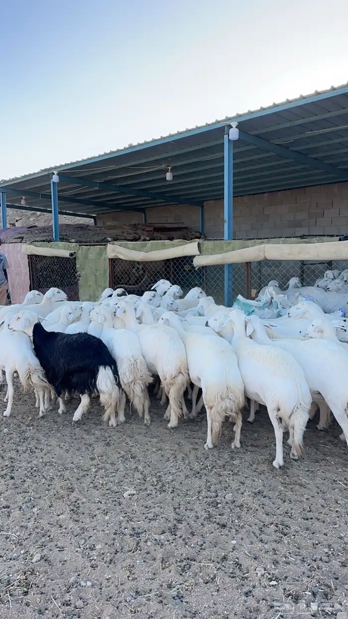 50 رأس ضأن دفع بفحلها 3