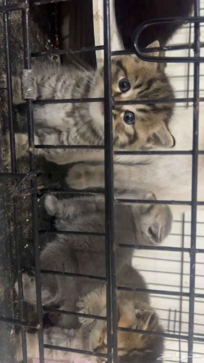 كيتن سكوتش ستريت بيور للبيع 9