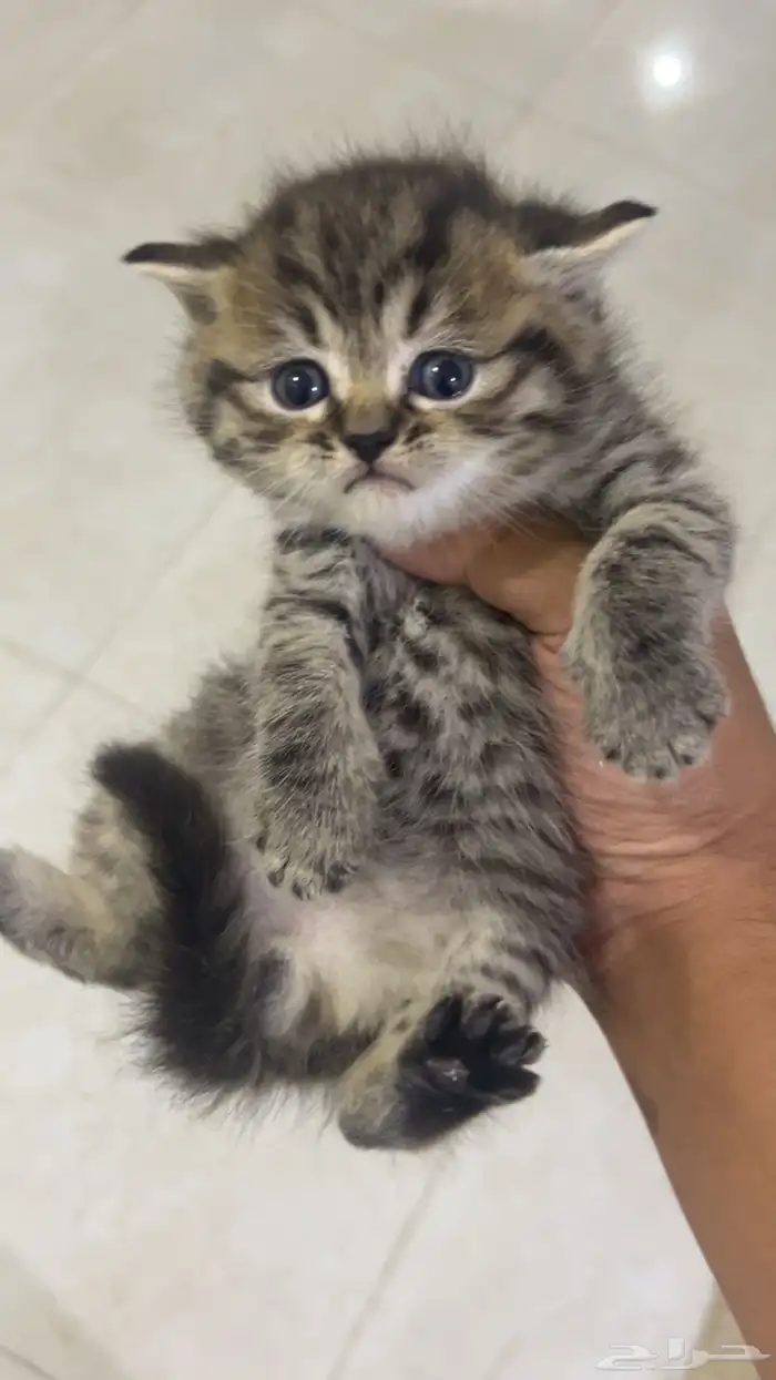 كيتن سكوتش ستريت بيور للبيع 3