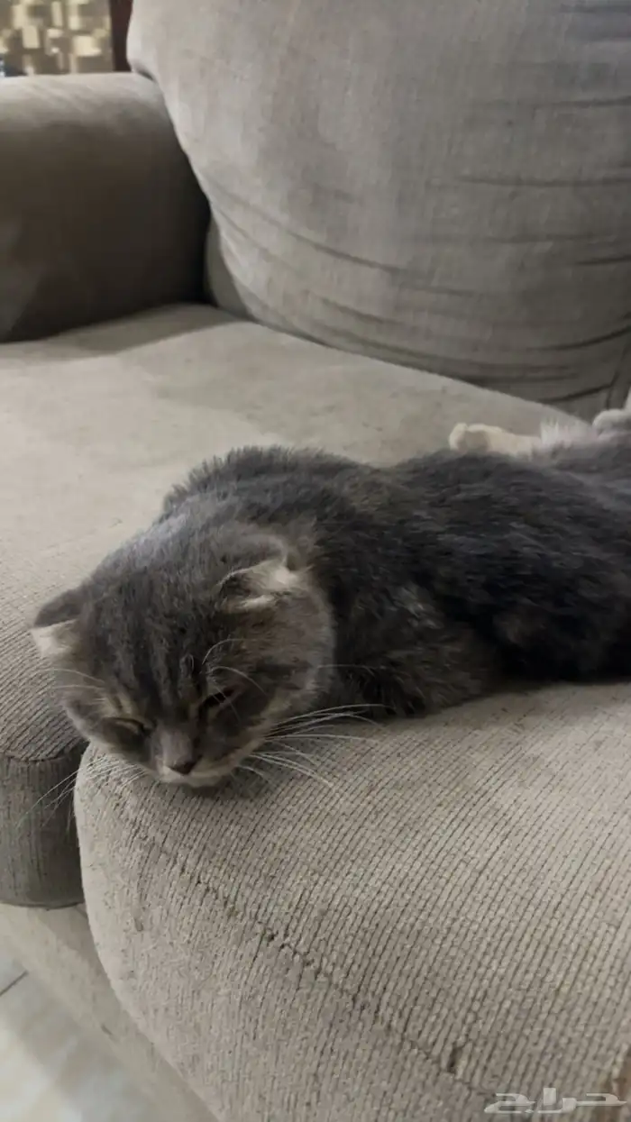 قطه ضايعه في حي الشعله 0