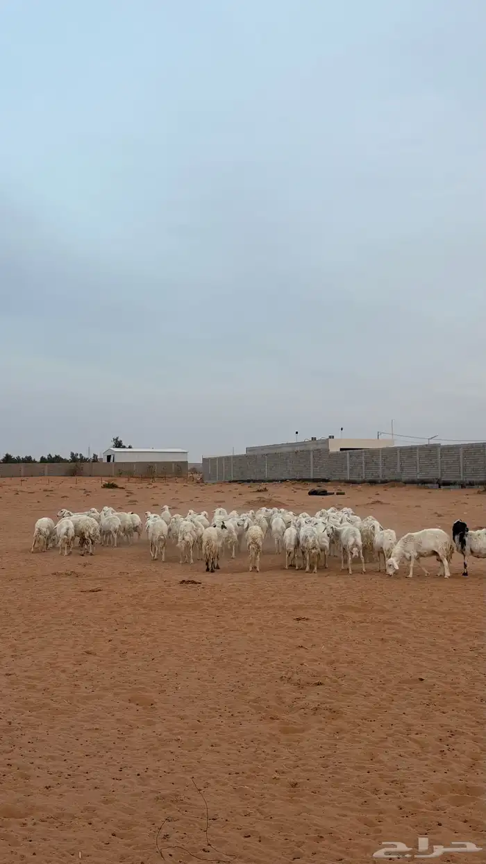 حريات للبيع 0