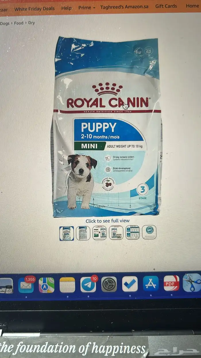 Premium Female Toy Poodle Puppy - Complete Package- بودل 6