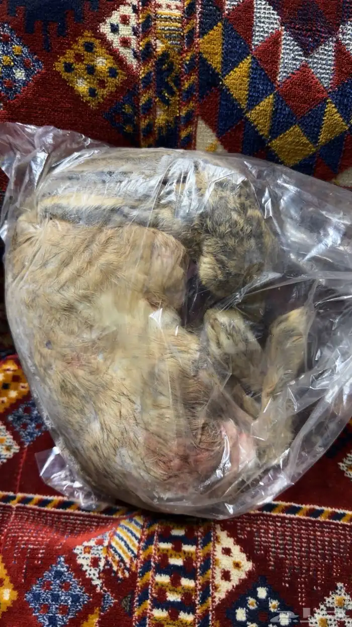 ارانب بريه للبيع 0