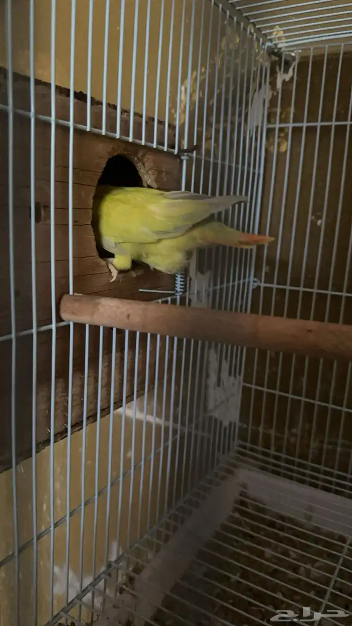 للبيع جوز روز منتج 3