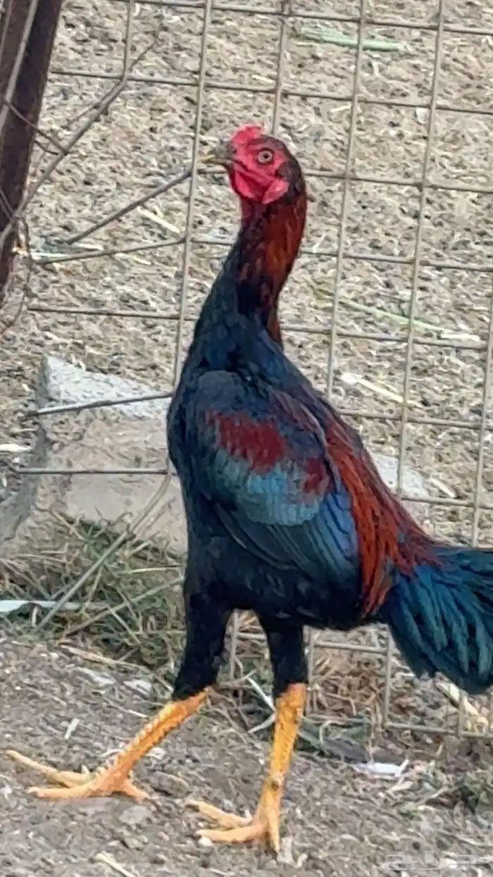 ديك العمر 4 لا 5 شهور 0