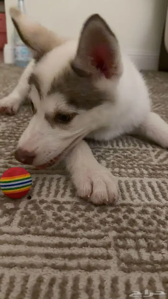 سايبيرين هاسكي عمرها شهرين أنثى مدربة 15 يوم عند مدرب كلاب 1