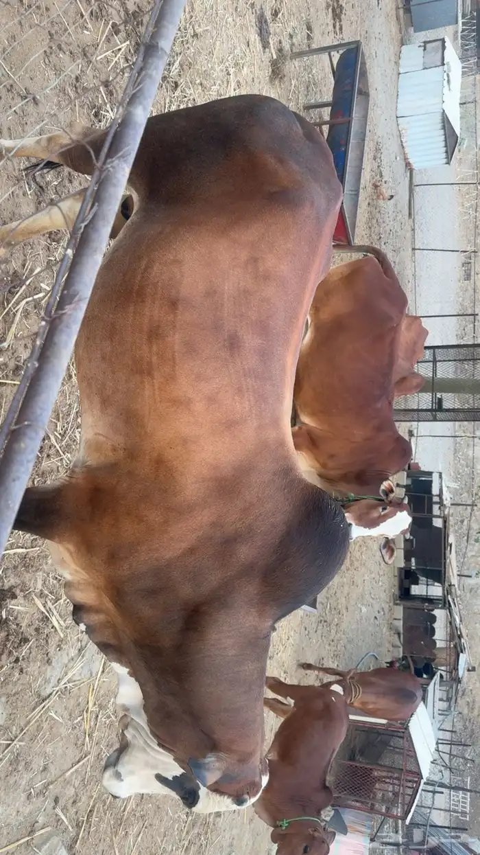 ثور رباع مشروط 1