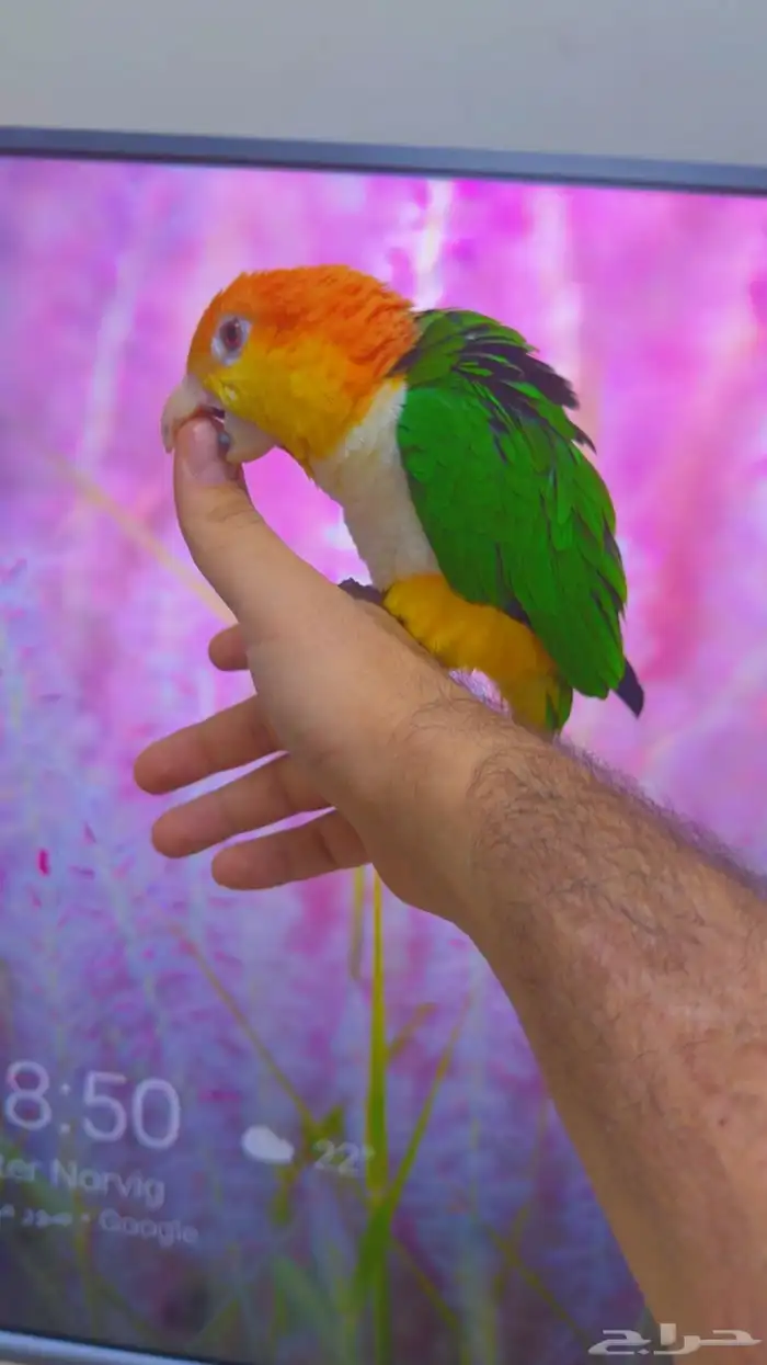 كايك وايت بيلي ( تم البيع ) 18