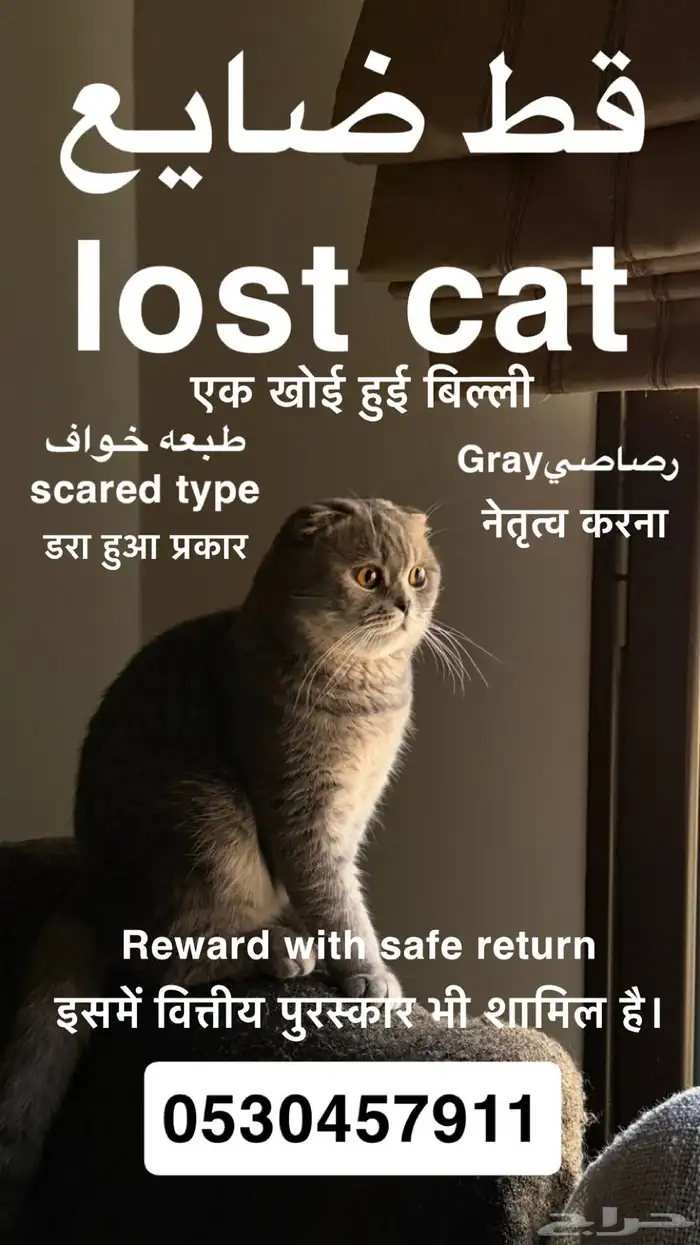 قط ضايع الدمام حي النزهه 1