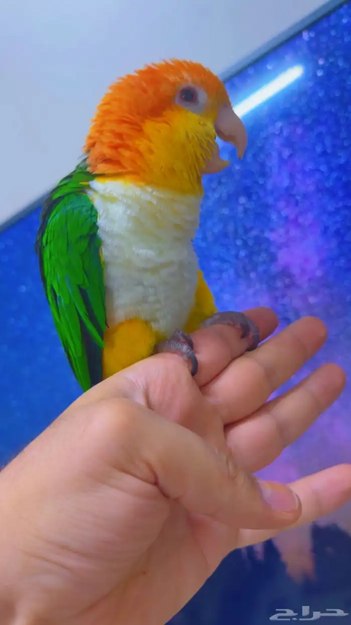 كايك وايت بيلي ( تم البيع ) 21