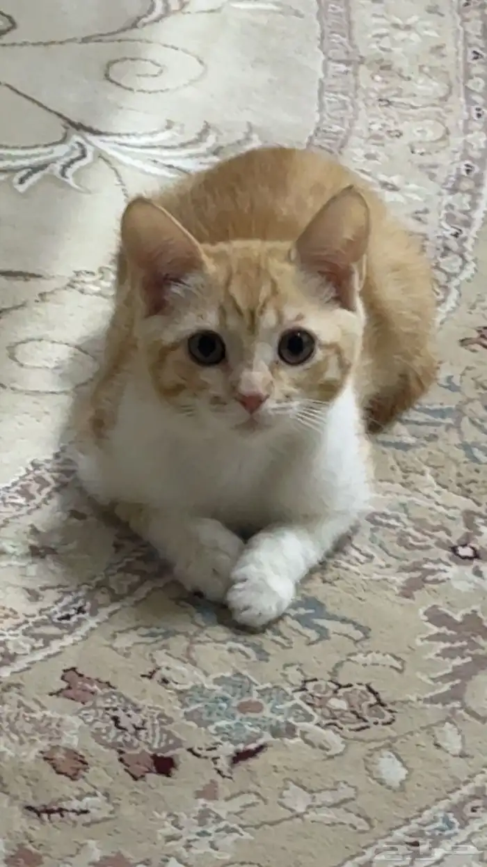 قطه مفقوده بالخرج حي الاندلس 4