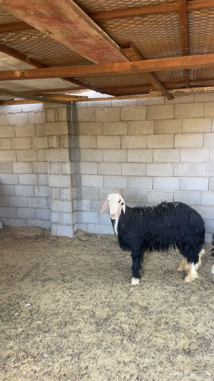 فحل نجدي السن جذع 1