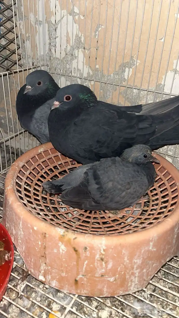 حمام صنعاوي جوز 0