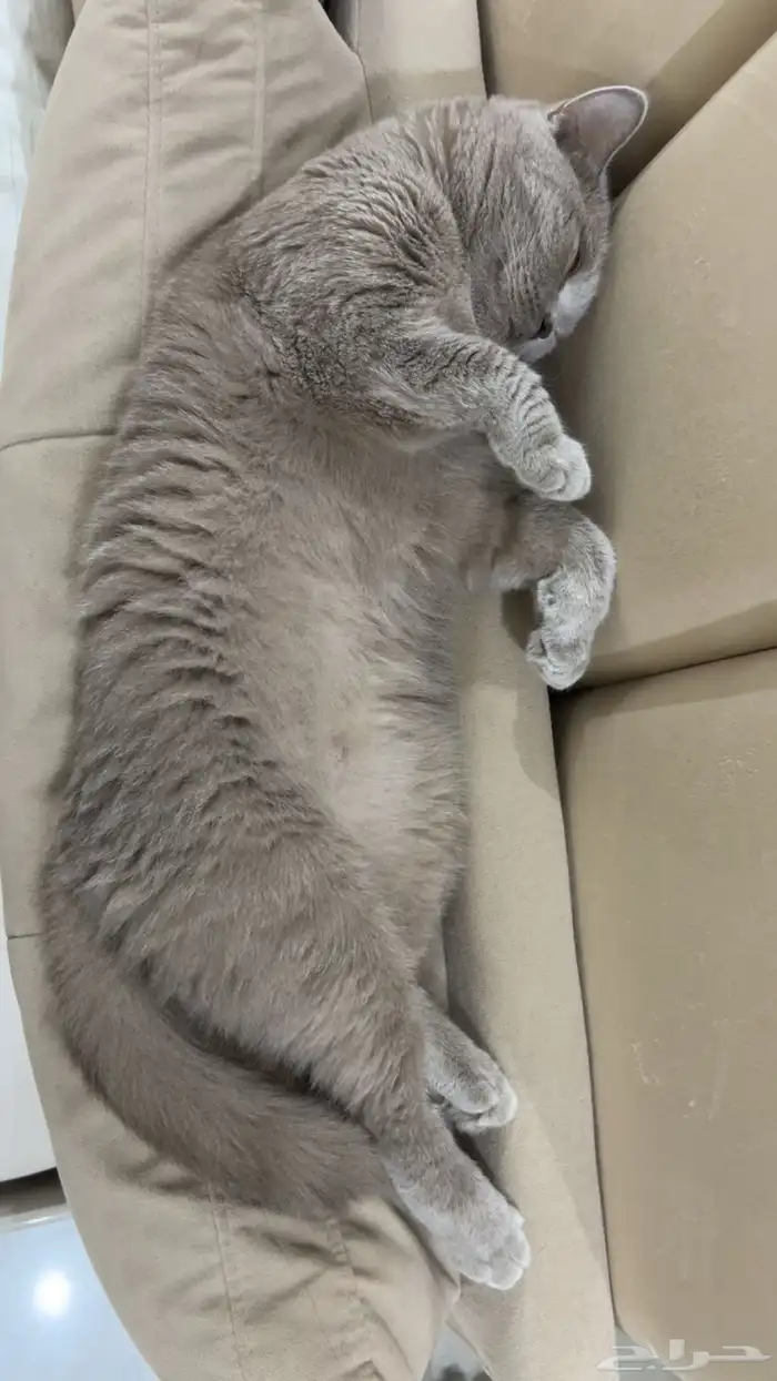 قطة سكوتش للتبني 2