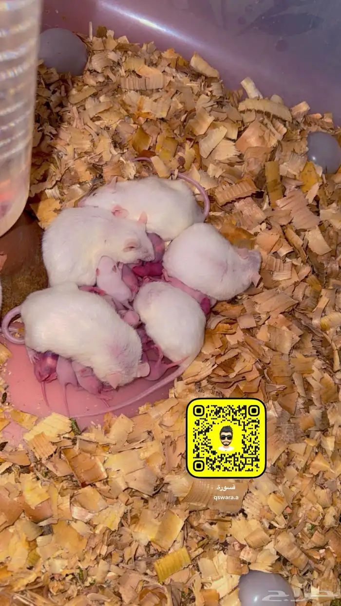 فيران تجارب وتغذية للزواحف 6