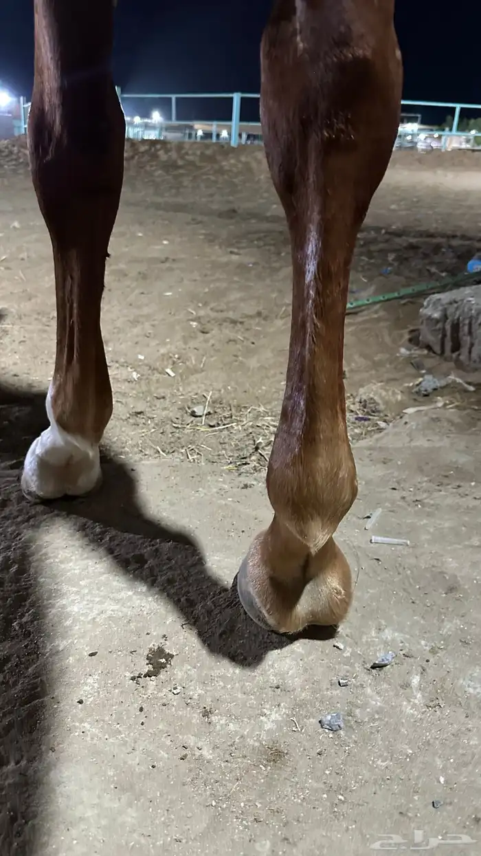 للبيع حصان واهو 4