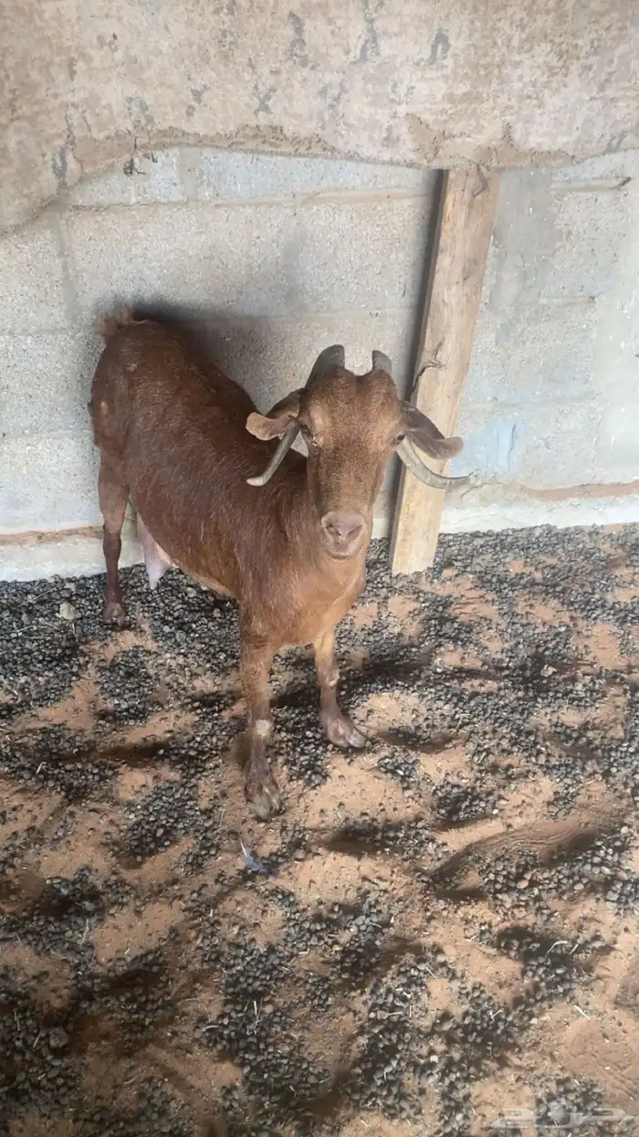 عنز تامه جنوبيه حليب ولدها معها نبيعها لحالها 4