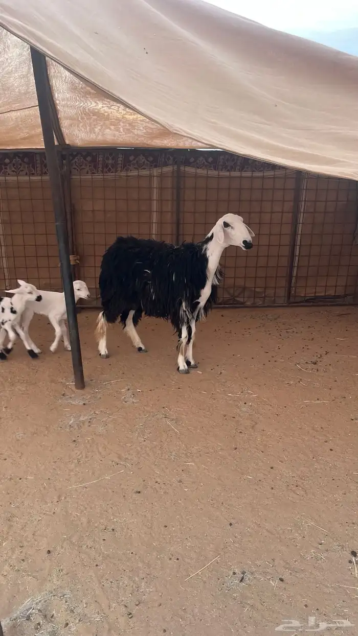 شاه نجدية متوم 2