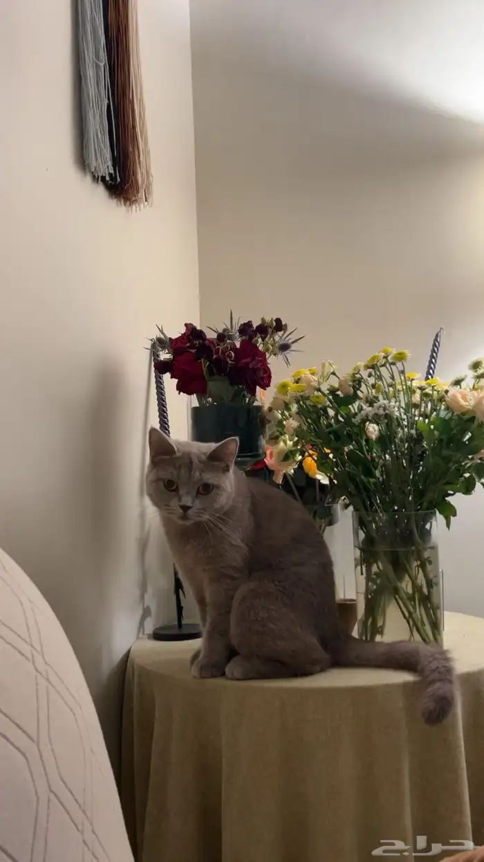 قطة سكوتش للتبني 4