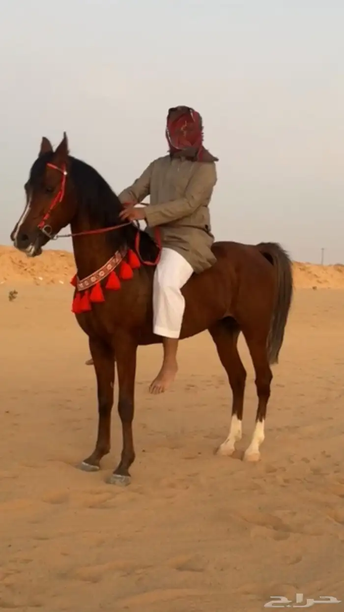 حصان جزيري حمداني سمري 0