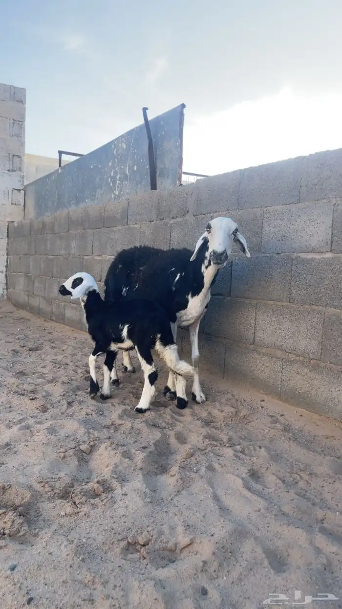 نعجه سديس متبع عليها رخل 2