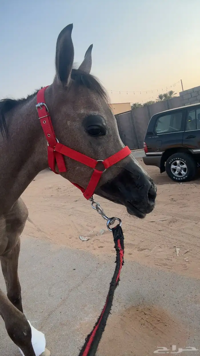 مهره واهو بنت فؤاد الخالد 1