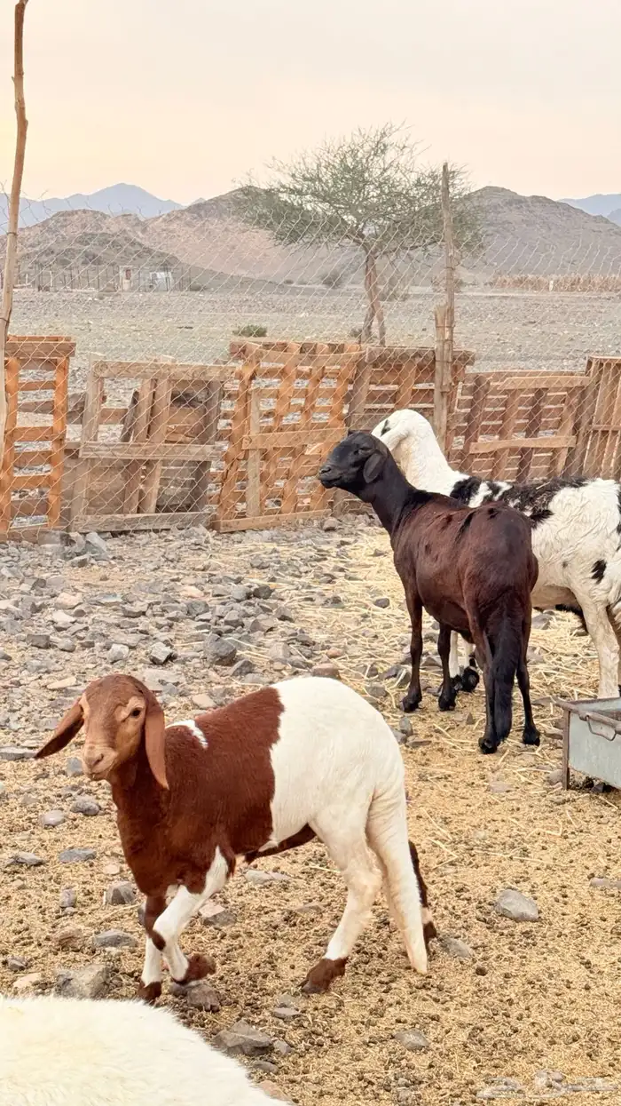 نعجه ساكنيه والد 1