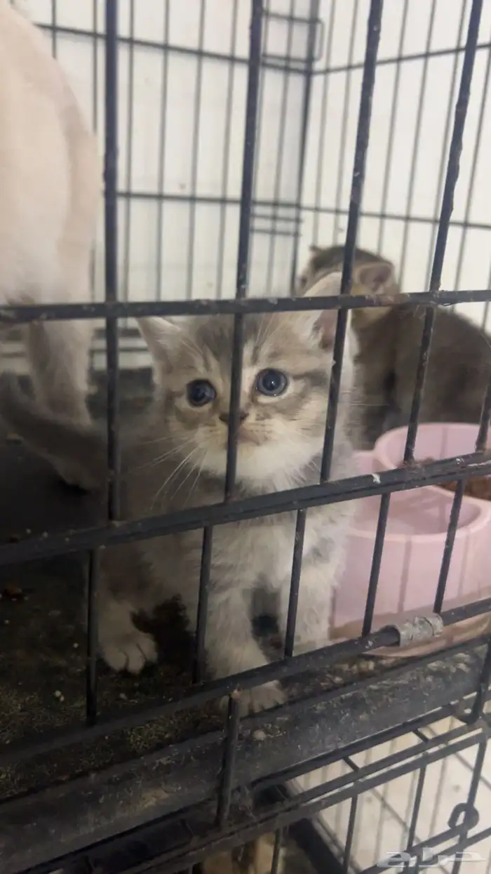 كيتن سكوتش ستريت بيور للبيع 8