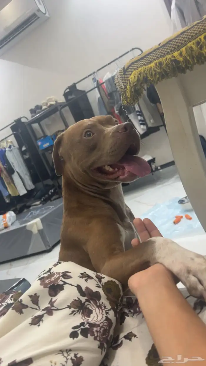 كلب بيتبول 0