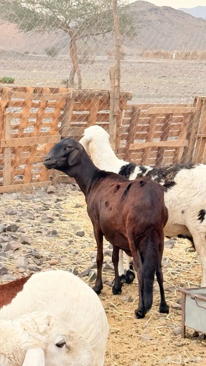 نعجه ساكنيه والد 3