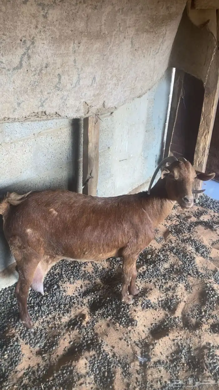 عنز تامه جنوبيه حليب ولدها معها نبيعها لحالها 0