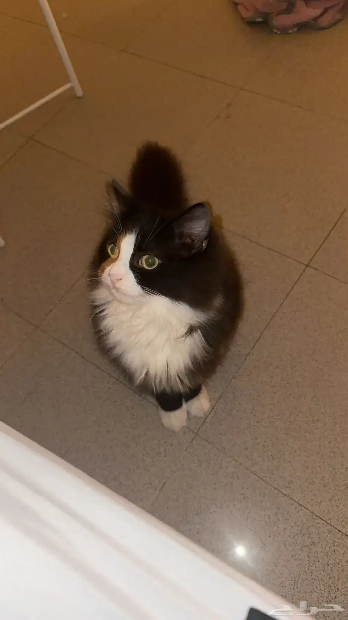 انثى لطيفه جدا  سبب البيع امي م تبغاهم معاها ذكر اسود عمره 6 1