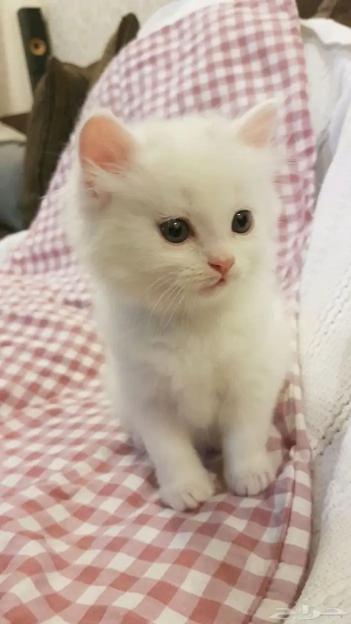 قطط شيرازي هملايا سكوتش للبيع 0