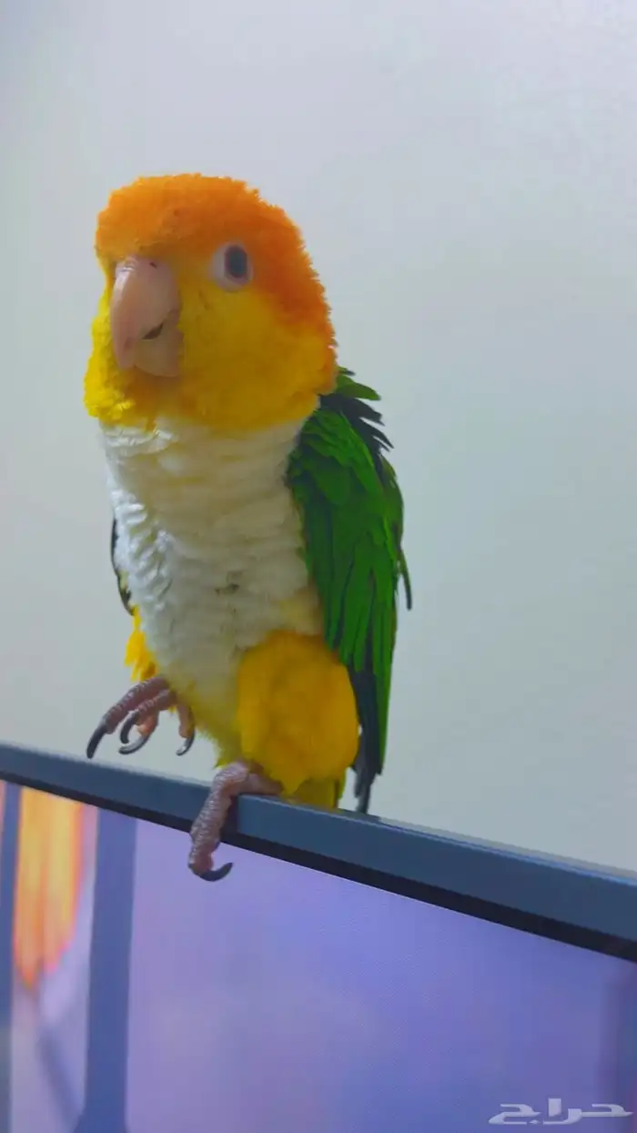 كايك وايت بيلي ( تم البيع ) 8