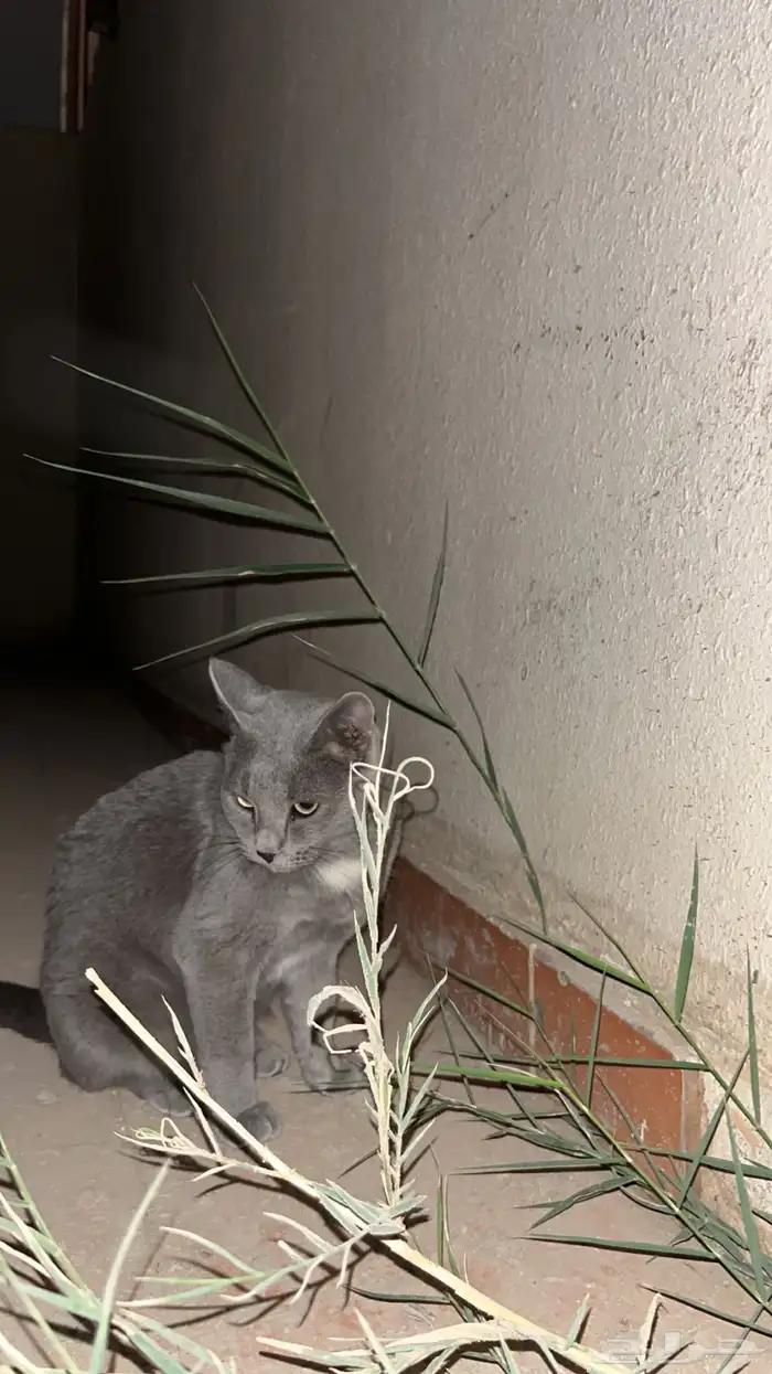 لقيت قطه مفقودة ظهرة لبن عندي امام البيت 0